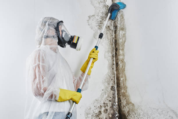 Best Mold Cleaning Services  in Omro, WI