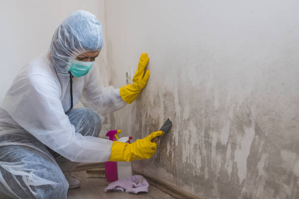 Best Mold Removal Company Near Me  in Omro, WI