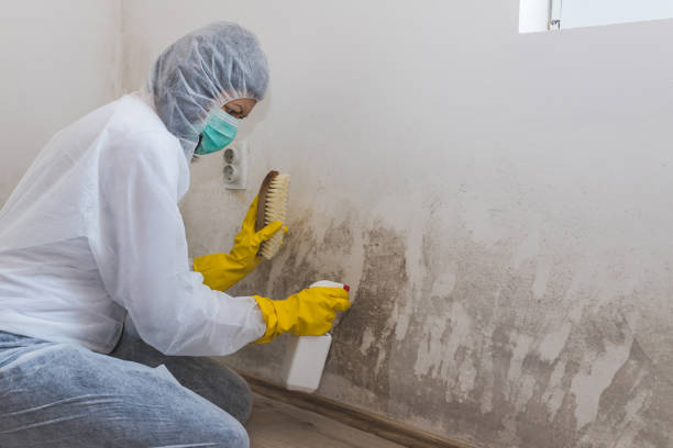 Best Crawl Space Mold Removal  in Omro, WI