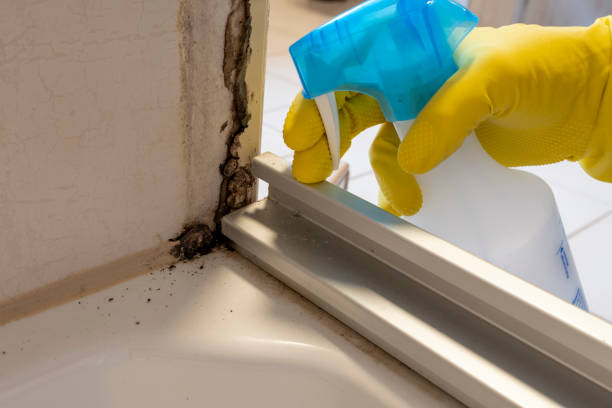 Best Local Mold Removal Service  in Omro, WI