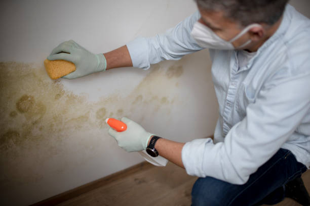 Best Home Mold Removal  in Omro, WI