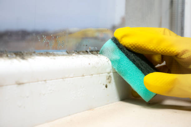 Best Residential Mold Removal  in Omro, WI