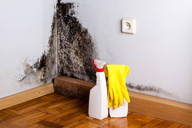 Best Professional Mold Removal  in Omro, WI