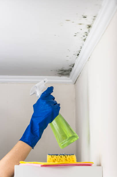 Crawl Space Mold Removal in Omro, WI
